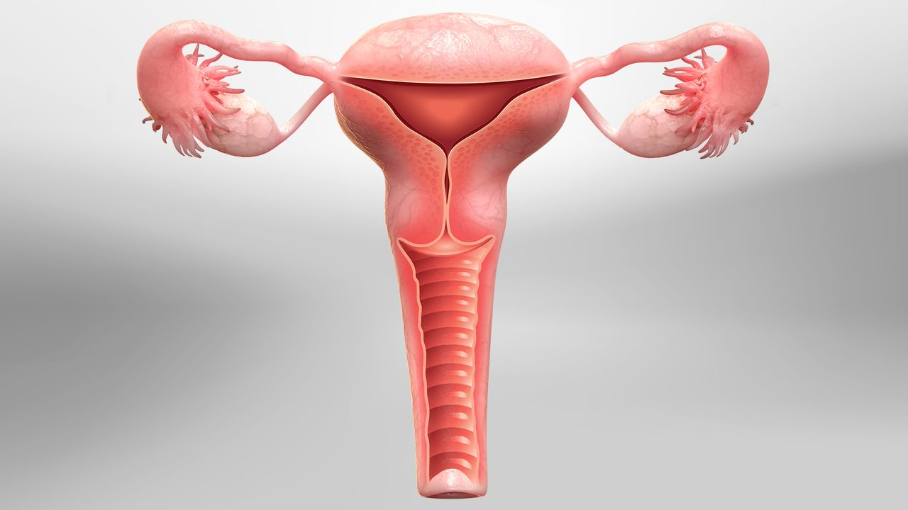 menopause fatigue